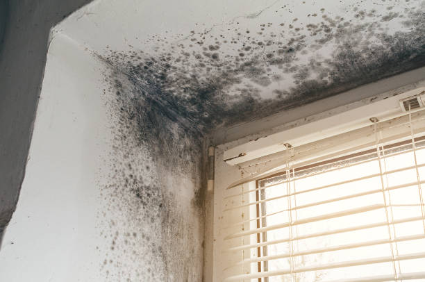 Affordable Basement Mold Remediation solutions in Lignum, VA