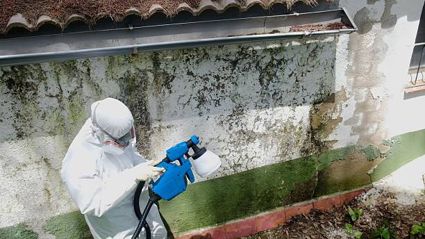 Top rated local Basement Mold Remediation specialists in Lignum, VA